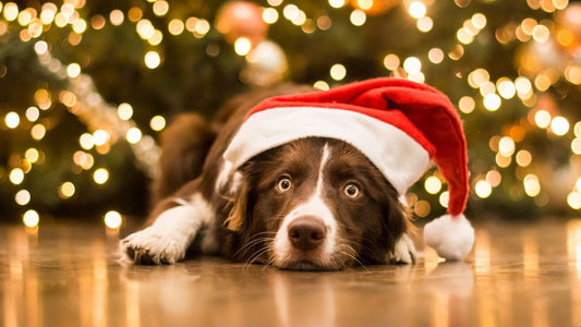 Lockdown puppy? Top tips for Christmas with pets