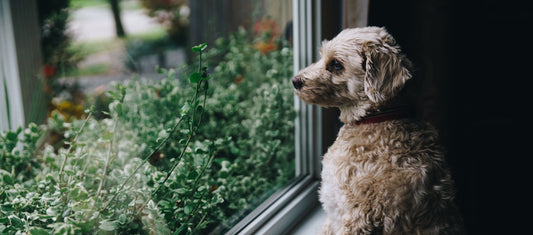 Our step-by-step guide to surviving the dog hair shedding season